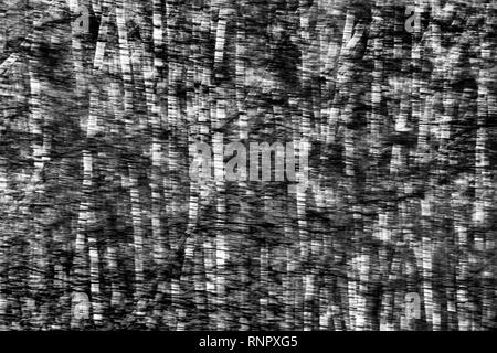 Structures d'arbres, avec un effet d'effacement Banque D'Images