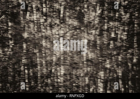 Structures d'arbres, avec un effet d'effacement Banque D'Images