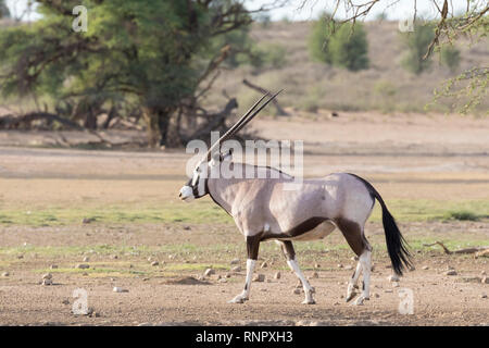 Gemsbok, Oryx gazella, dans le parc national, transfrontalier de Kgalagadi, Northern Cape, Afrique du Sud randonnée au lever du soleil le long de la rivière Auob à sec, côté vi Banque D'Images