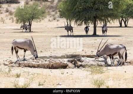 Gemsbok, Oryx gazella, dans le parc national, transfrontalier de Kgalagadi, Northern Cape, Afrique du Sud. Boire à un trou d'eau dans le fleuve Nossob à sec Banque D'Images