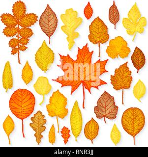 Les feuilles d'automne vecteur Illustration de Vecteur