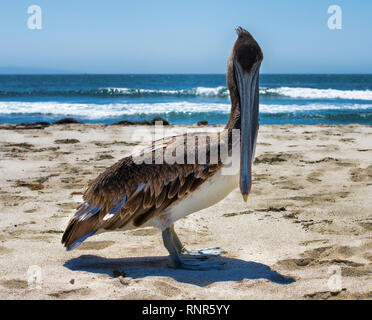 Californie Pélican brun sur la plage à Malibu Banque D'Images