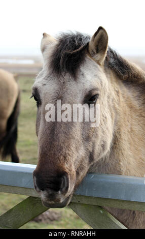 Poneys Konik Suffolk Dingle Banque D'Images