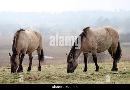 Poneys Konik Suffolk Dingle Banque D'Images