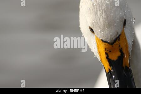 Bewicks Swan (Cygnus columbianus bewickii) montrant l'agression à son hivernage. Février 2019, Gloucestershire, Royaume-Uni Banque D'Images