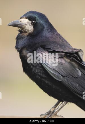 Portrait de corbeau freux (corvus frugilegus) Oiseau en terres agricoles. Février 2019, Gloucestershire, Royaume-Uni Banque D'Images