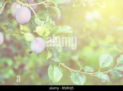 Beau verger de pruniers, les branches avec des fruits contre le soleil, selective focus Banque D'Images