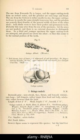 Catalogue des singes, lémuriens, et les chauves-souris se nourrissant de fruits Banque D'Images