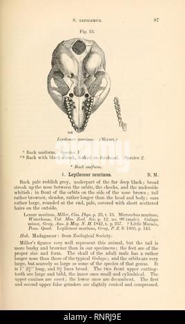 Catalogue des singes, lémuriens, et les chauves-souris se nourrissant de fruits Banque D'Images