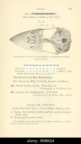 Catalogue des spécimens illustrant l'ostéologie du vertebrated les animaux, et récemment disparu, contenues dans le Musée du Royal College of Surgeons of England (page 125) Banque D'Images