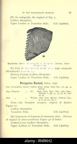 Catalogue des types et figuré de spécimens dans le département géologique (page 29) Banque D'Images