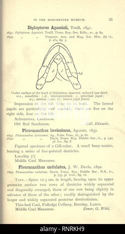 Catalogue des types et figuré de spécimens dans le département géologique (page 31) Banque D'Images