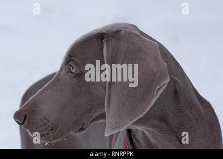 À Poil Court braque de Mignon vorstehhund close up. Animaux de compagnie. Chien de race pure. Banque D'Images