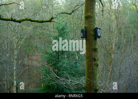 Pour chauves sur un chêne dans une forêt de Sussex. Banque D'Images