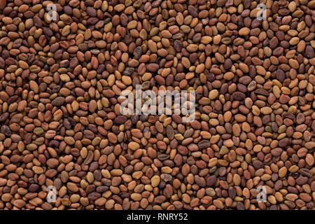 Des semences de haute qualité de belle balsamina, fleur dans une forme de texture pour votre jardin. Banque D'Images