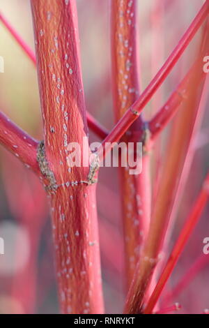 Acer palmatum 'Sango kaku' écorce. Détail de tiges colorées en hiver - Janvier, Royaume-Uni. Également appelé écorce Corail et d'érable Acer Senkaki. Banque D'Images