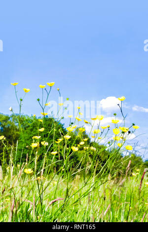 Image picturale stylisé de renoncules dans une prairie d'été contre un ciel bleu Banque D'Images