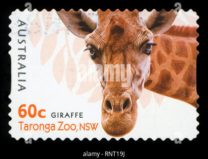 L'AUSTRALIE - circa 2012 : timbre imprimé en Australie montre la girafe du Zoo de Taronga,WA, série, vers 2012. Banque D'Images