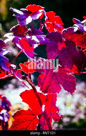 Les feuilles de vigne rouge illuminée par le soleil couchant, rétroéclairé Banque D'Images