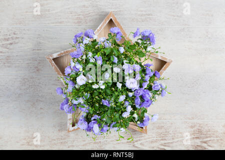 Campanula fleurs dans un pot d'or. Banque D'Images