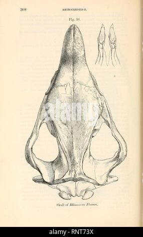 Catalogue de carnivore, il pachydermatous et de personnes édentées Mammalia ... Banque D'Images