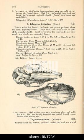 Catalogue de carnivore, il pachydermatous et de personnes édentées Mammalia ... Banque D'Images