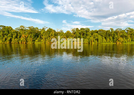 Paysage tropical de la forêt tropicale au bord de la rivière Tortuguero à l'intérieur du parc national de Tortuguero au bord de la mer des Caraïbes au Costa Rica. Banque D'Images