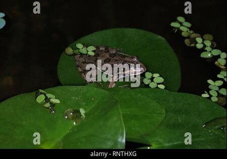 Pelophylax perezi Banque D'Images