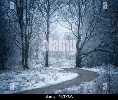 Un chemin de campagne anglaise bordée de chênes et de houx, Greater Manchester, UK. Banque D'Images