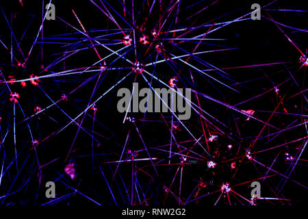La texture de cactus avec des aiguilles, image d'arrière-plan Banque D'Images
