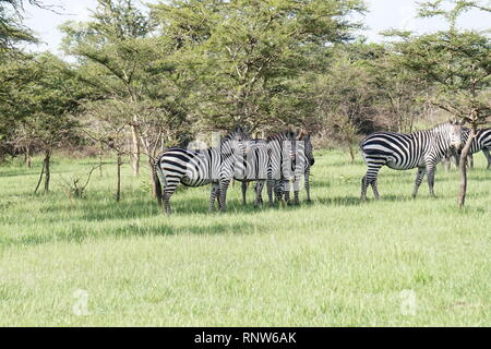 Le zèbre, le parc national du lac Mburo, au sud de l'Ouganda Banque D'Images