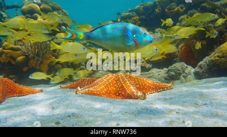 Étoile de mer sous l'eau avec les poissons tropicaux colorés dans la mer des Caraïbes Banque D'Images