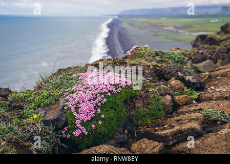 Thym arctique sur promontoire Dyrhólaey en Islande Banque D'Images