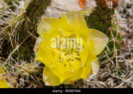 Petite fleur jaune d'un cactus en fleur près de Bear Lake, Utah. Banque D'Images