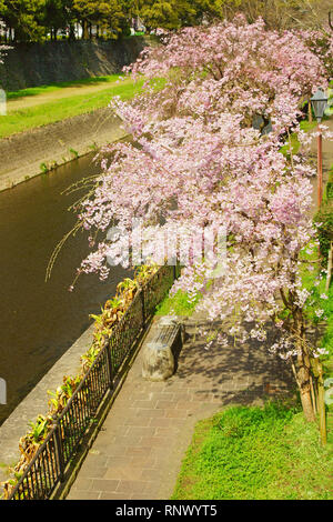 Cerisiers bordant la rivière Tsuboi, Kumamoto Prefecture, Japan Banque D'Images