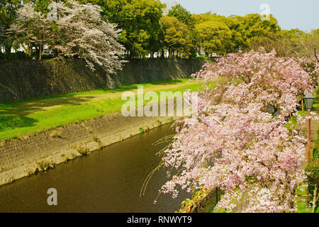 Cerisiers bordant la rivière Tsuboi, Kumamoto Prefecture, Japan Banque D'Images