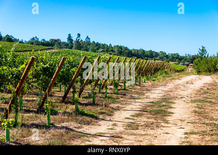 Rangées de vigne cépage en automne et l'automne. Paysage de Plantation,ferme vinicole pris avant le coucher du soleil. Banque D'Images