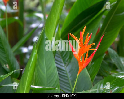 Un Heliconia psittacorum fleur tropicale de Maui Banque D'Images