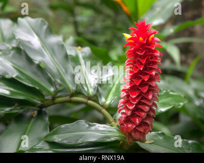 Gros plan d'une tour rouge gingembre fleur tropicale de Maui Banque D'Images