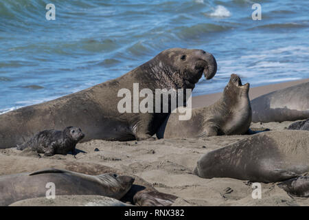 Léphant de Piedras Blancas, rookery, Californie Banque D'Images