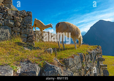 Deux lamas (un saut) sur les champs en terrasses de Machu Picchu utilisé pour l'agriculture au temps de l'Inca, le Pérou. Banque D'Images