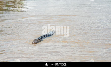 Saltwater crocodile nageant à la surface de l'eau dans la région de Adelaide River Point milieu, Territoire du Nord, Australie Banque D'Images