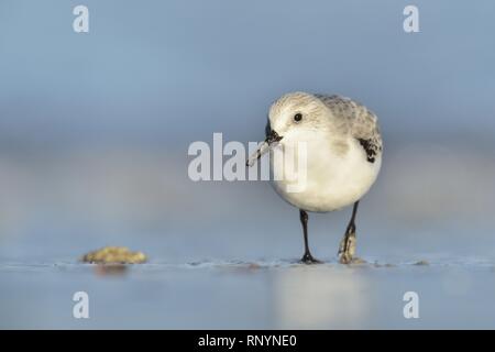 Bécasseau sanderling Banque D'Images