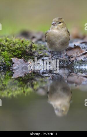 Common chaffinch Banque D'Images