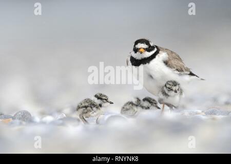 Common ringed plover Banque D'Images