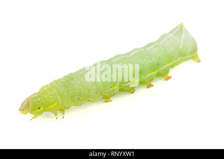 Caterpillar vert isolé sur fond blanc close-up. Banque D'Images