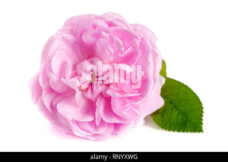 Wild rose fleur fleurs isolé sur un fond blanc. Banque D'Images