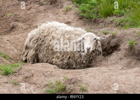 Des moutons à la laine sale se trouve sur le terrain. Banque D'Images