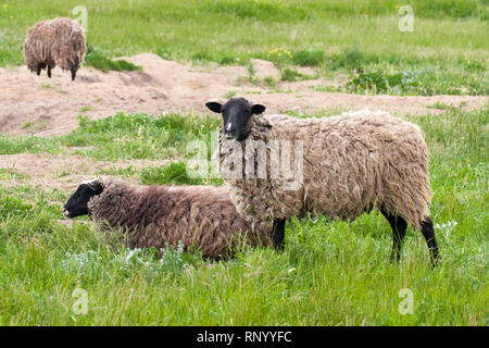 Deux moutons paissent dans l'herbe verte. Close-up. Banque D'Images