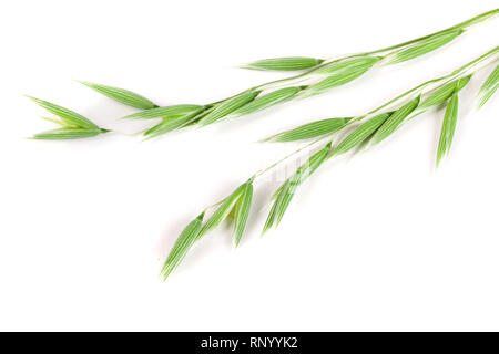 L'avoine non mûr spike isolé sur fond blanc. Banque D'Images